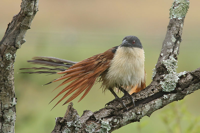 Burchells Coucal by Mick Dryden