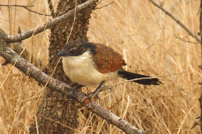 Burchell's Coucal by Mick Dryden