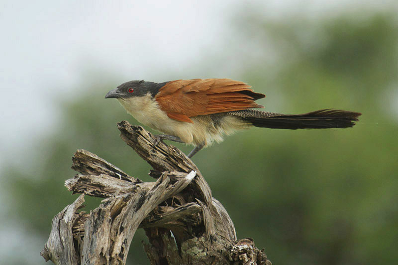 Burchell's Coucal by Mick Dryden