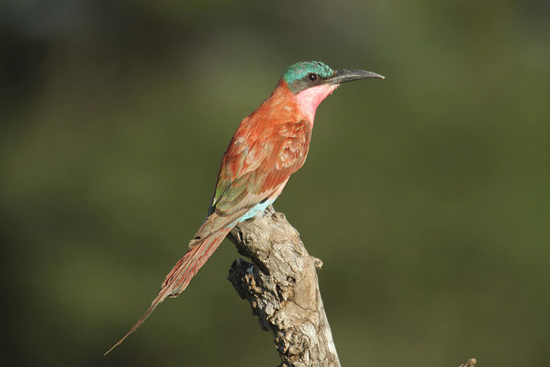 Carmine Bee-eater by Mick Dryden