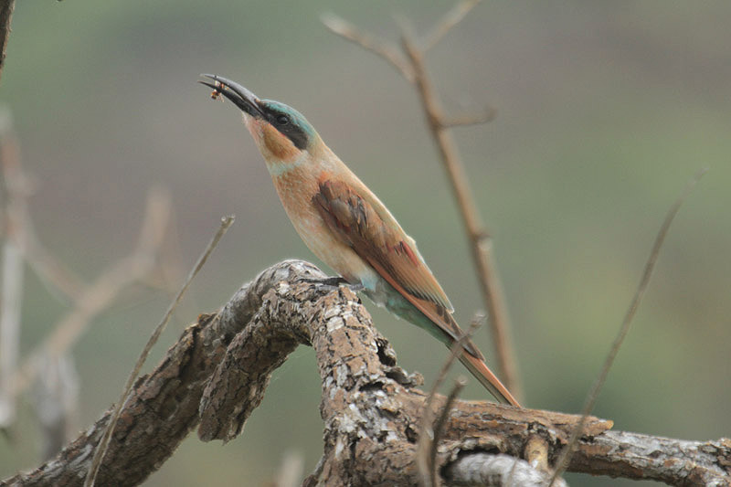 Carmine Bee-eater by Mick Dryden