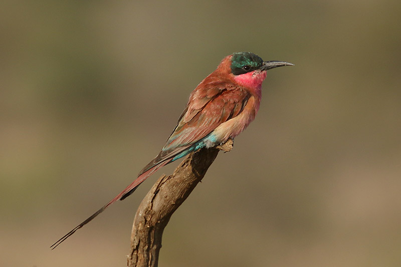 Carmine Bee Eater by Mick Dryden