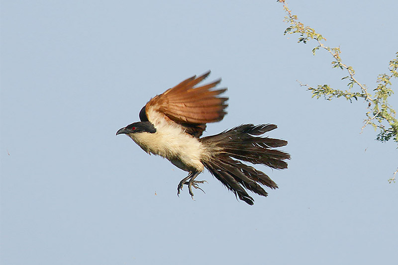 Coppery tailed Coucal by Mick Dryden