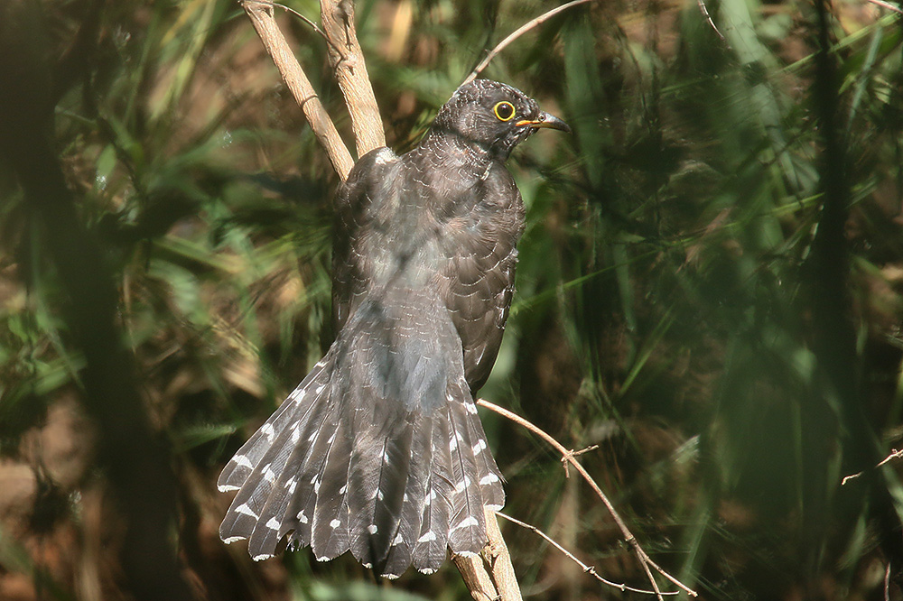 European Cuckoo by Mick Dryden