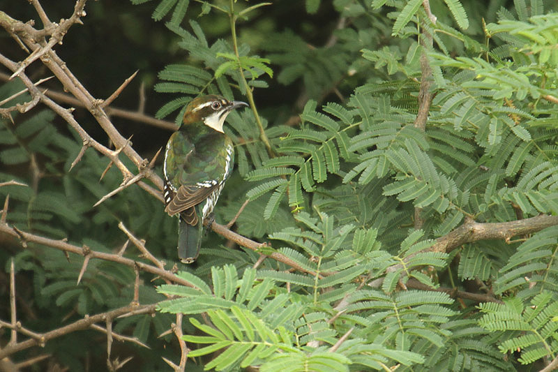 Diderik Cuckoo by Mick Dryden