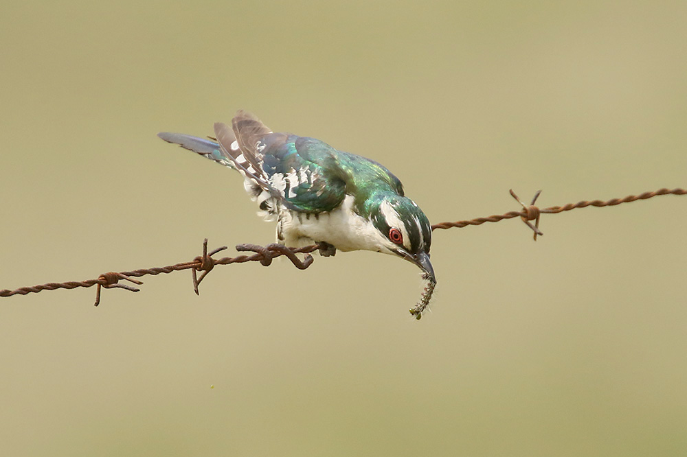 Diderik Cuckoo by Mick Dryden