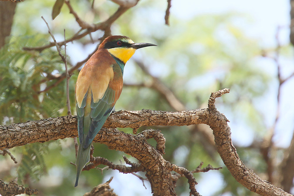 European Bee eater by Mick Dryden