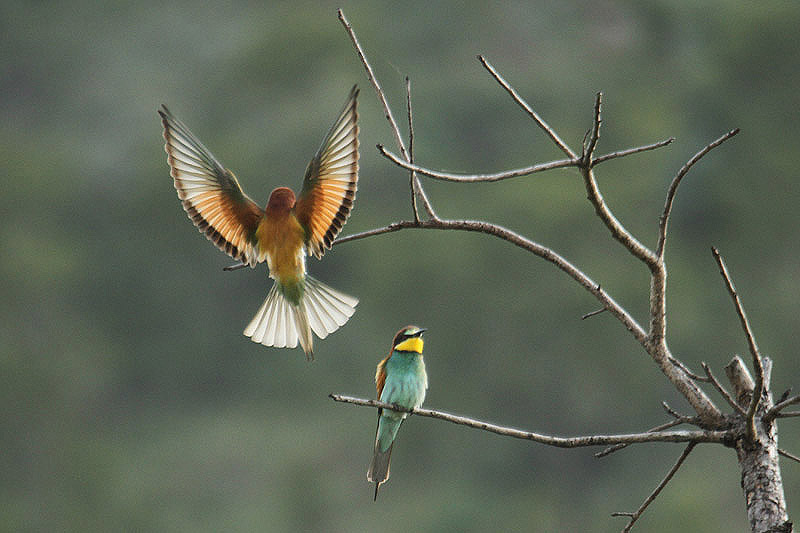 European Bee Eater by Mick Dryden