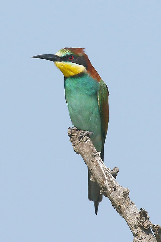 European Bee Eater by Mick Dryden