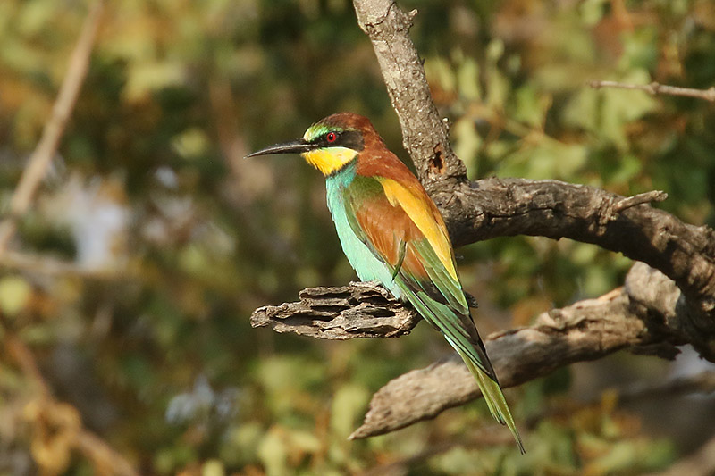 European Bee Eater by Mick Dryden