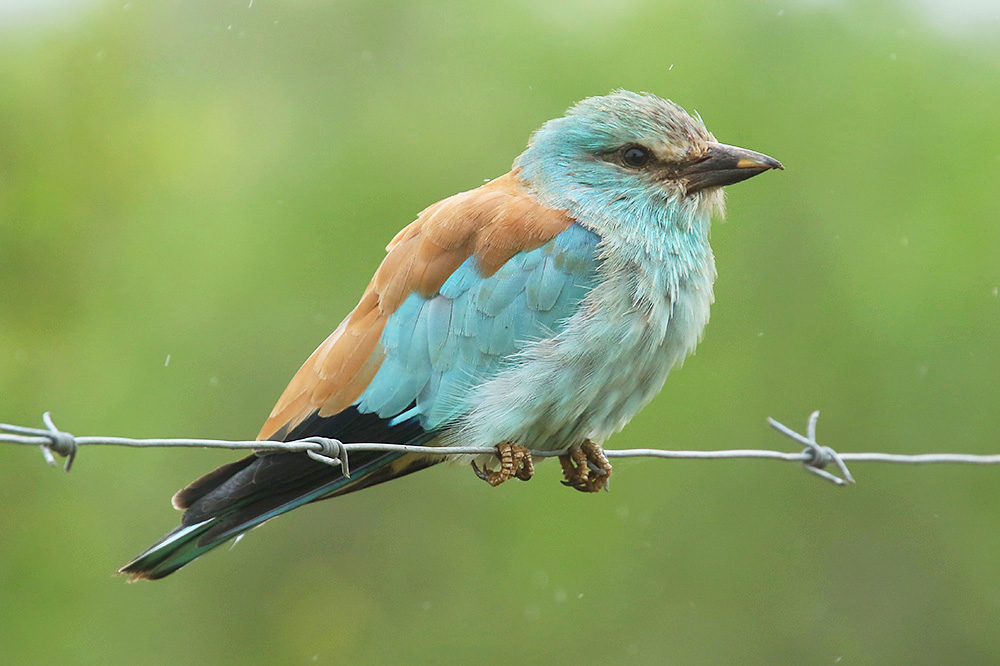 European Roller by Mick Dryden