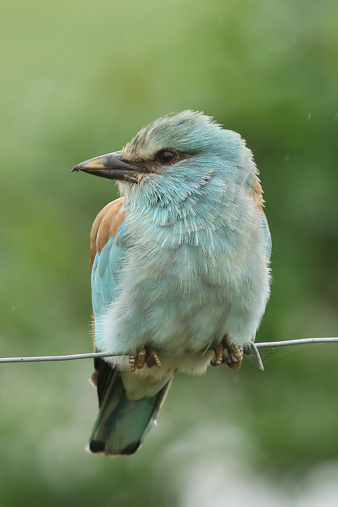 European Roller by Mick Dryden