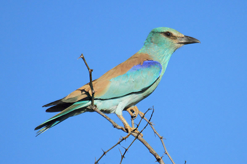 European Roller by Mick Dryden