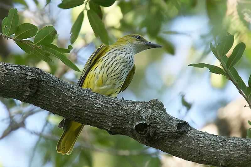 Golden Oriole by Mick Dryden