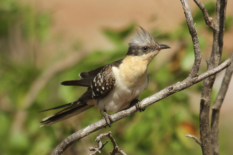 Great Spotted Cuckoo by Mick Dryden