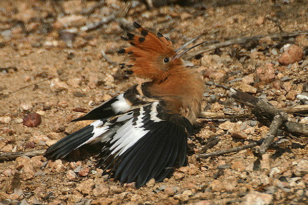 African Hoopoe by Mick Dryden