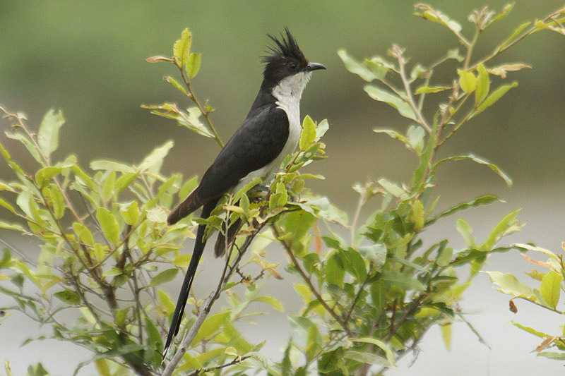 Jacobin Cuckoo by Mick Dryden