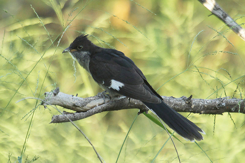 Jacobin Cuckoo by Mick Dryden