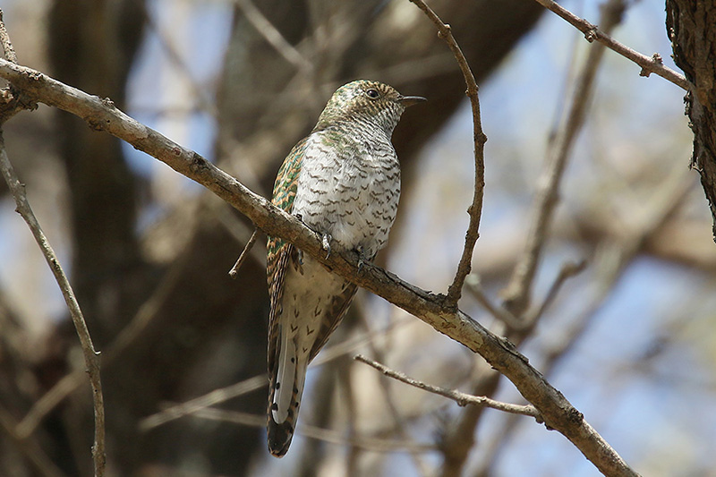 Klaas Cuckoo by Mick Dryden