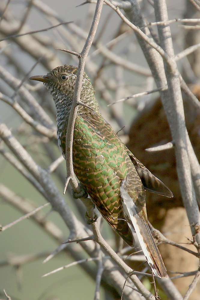 Klaas Cuckoo by Mick Dryden