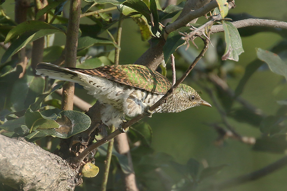 Klaas Cuckoo by Mick Dryden