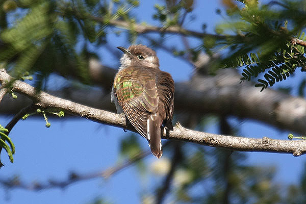 Klaas's Cuckoo by Mick Dryden