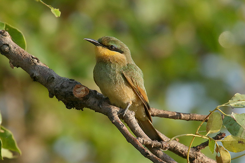 Little Bee Eater by Mick Dryden