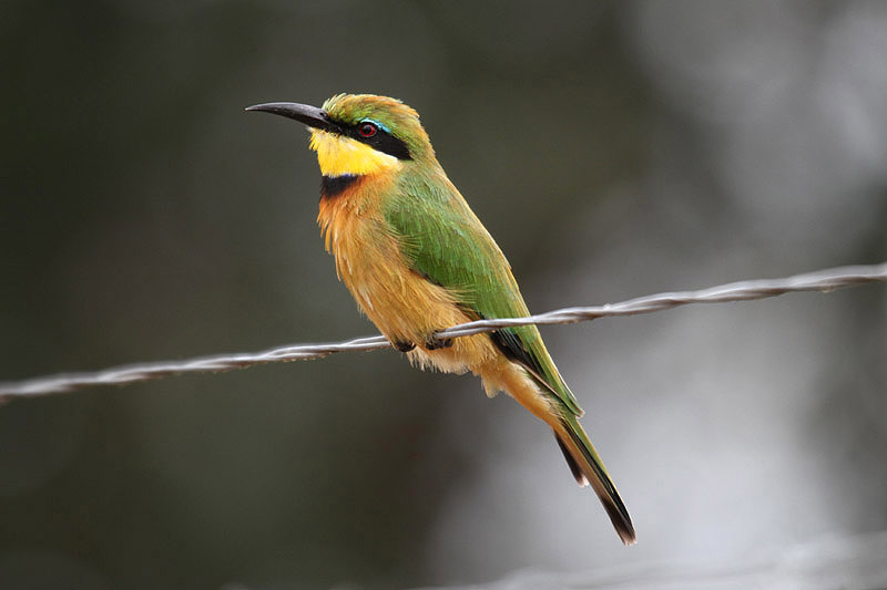 Little Bee Eater by Mick Dryden