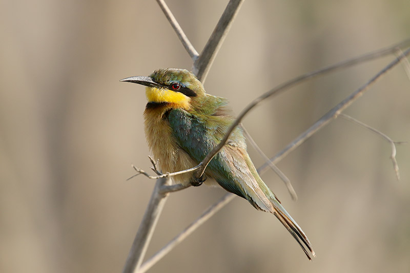 Little Bee Eater by Mick Dryden