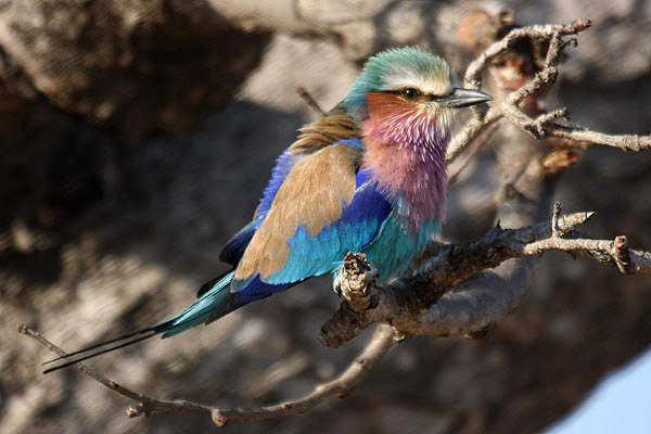 Lilac-breasted Roller by Mick Dryden