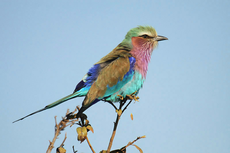 Lilac-breasted Roller by Mick Dryden