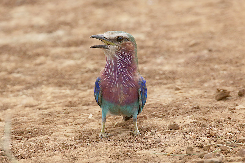 Lilac breasted Roller by Mick Dryden
