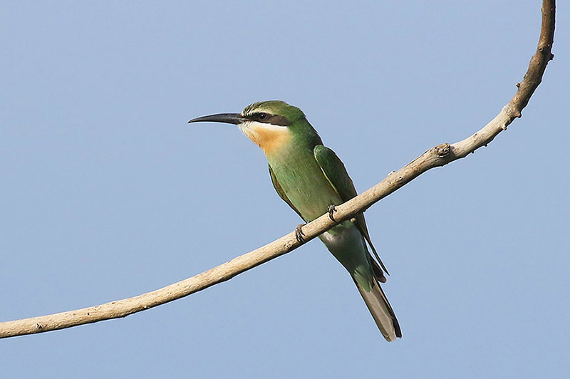 Madagascar Bee Eater by Mick Dryden