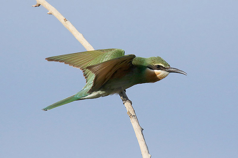 Madagascar Bee Eater by Mick Dryden