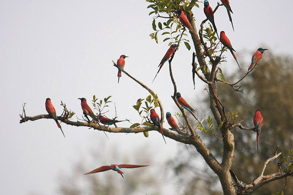 Northern Carmine Bee Eaters by Mick Dryden