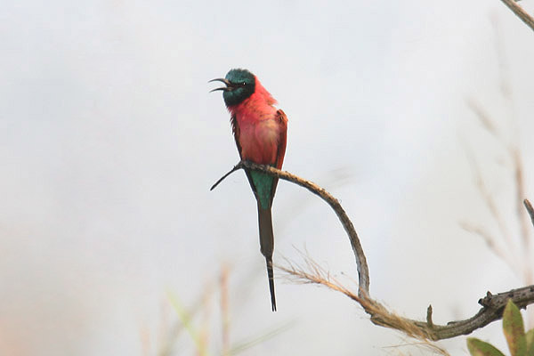 Northern Carmine bee Eater by Mick Dryden