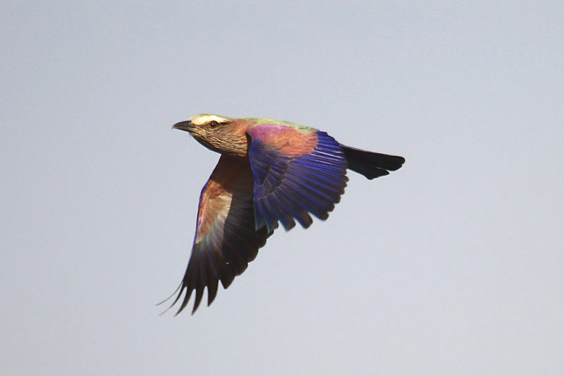 Purple Roller by Mick Dryden
