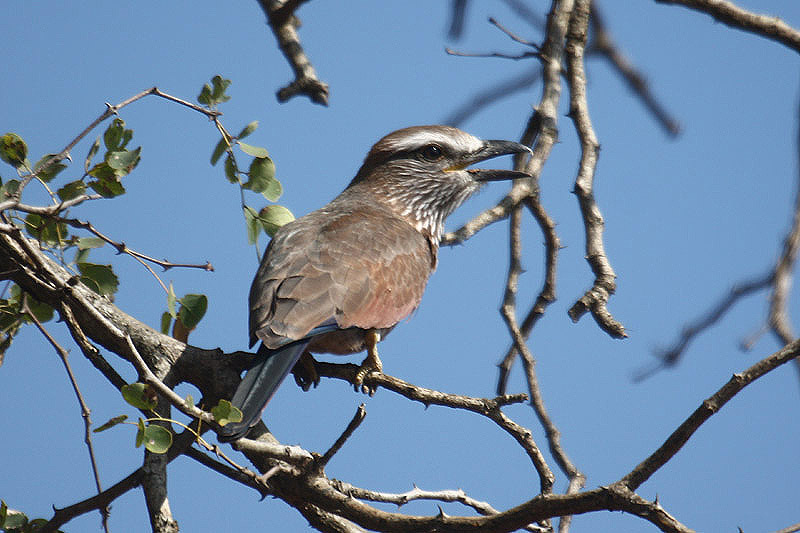 Purple Roller by Mick Dryden