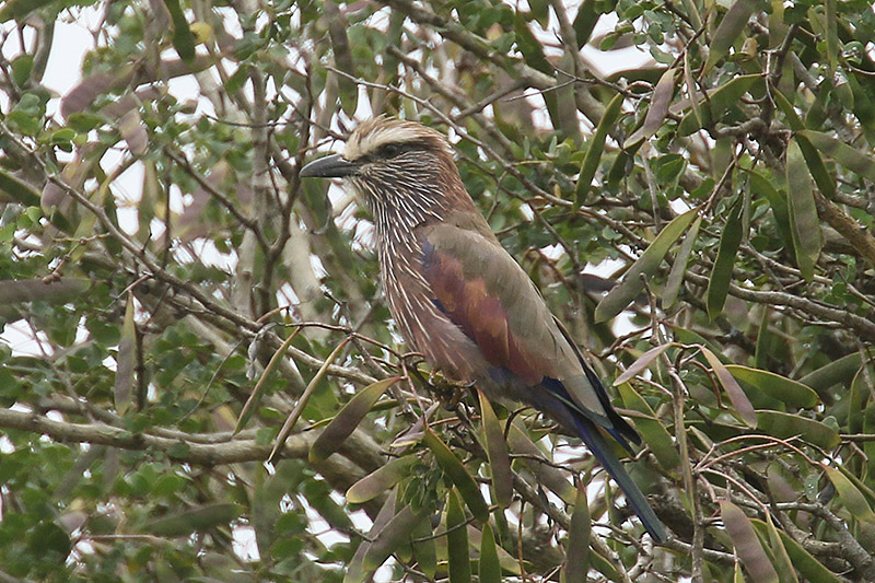 Purple Roller by Mick Dryden
