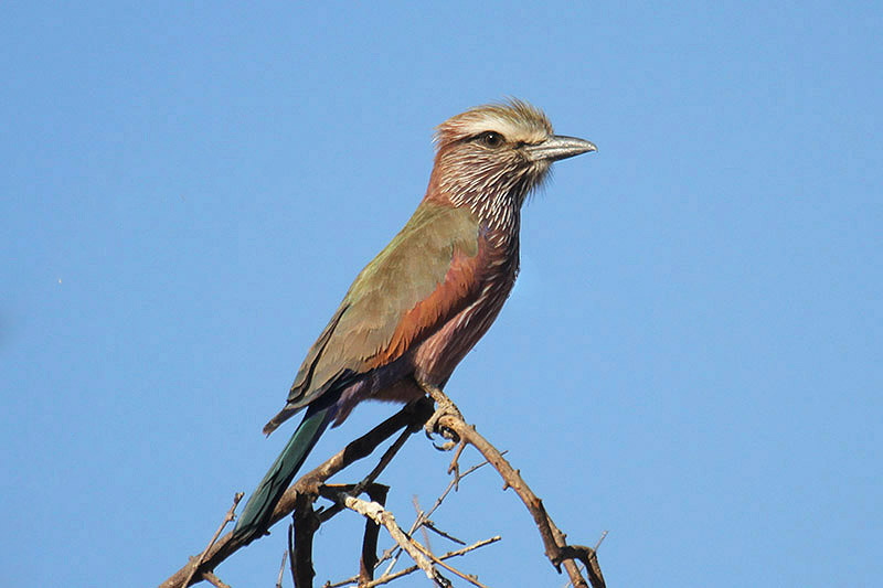 Purple Roller by Mick Dryden