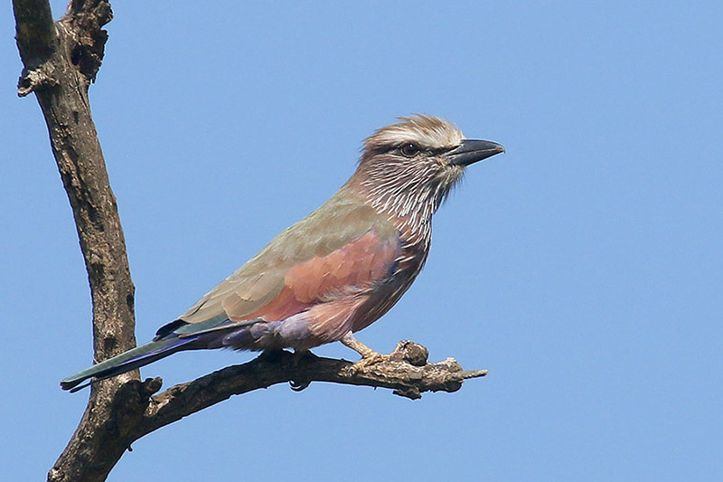Purple Roller by Mick Dryden