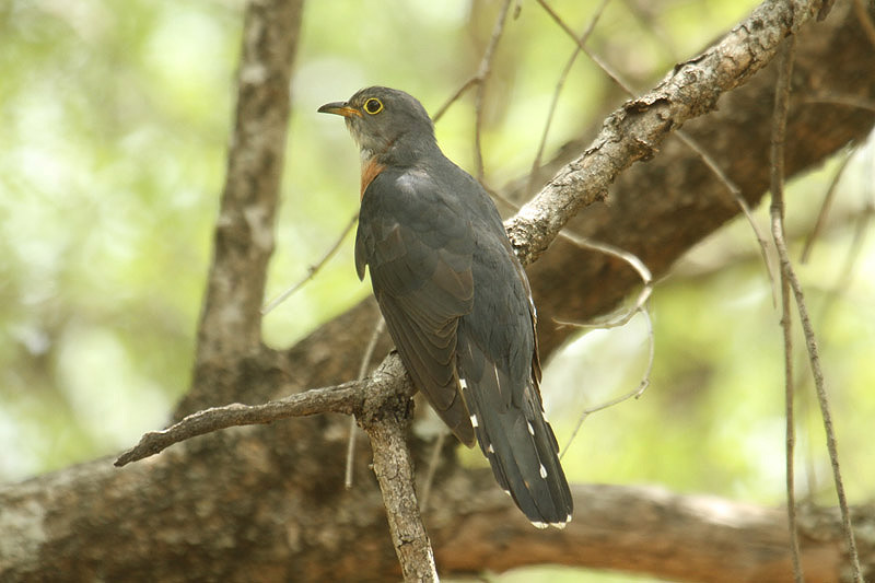 Red-chested Cuckoo by Mick Dryden