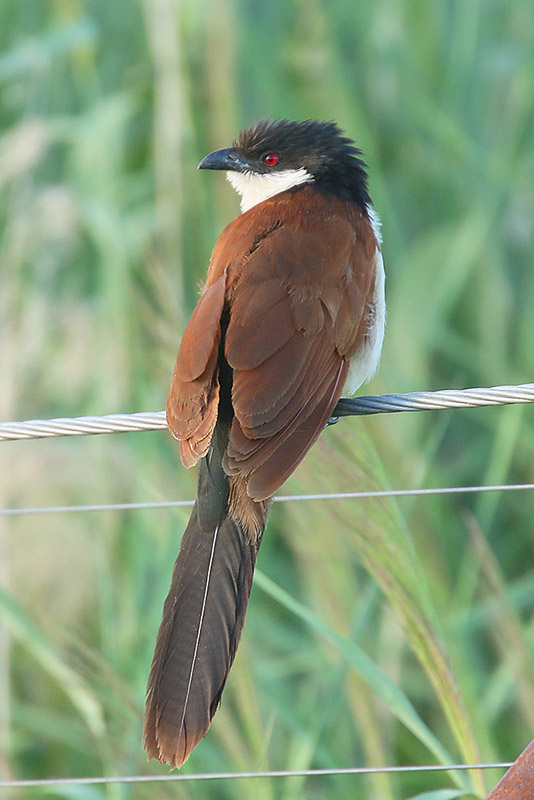 Senegal Coucal by Mick Dryden