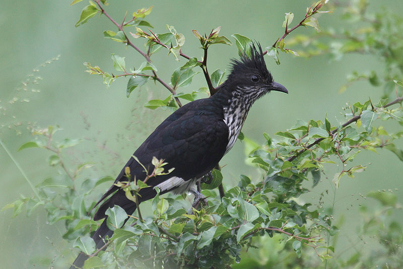 Levaillant's Cuckoo by Mick Dryden