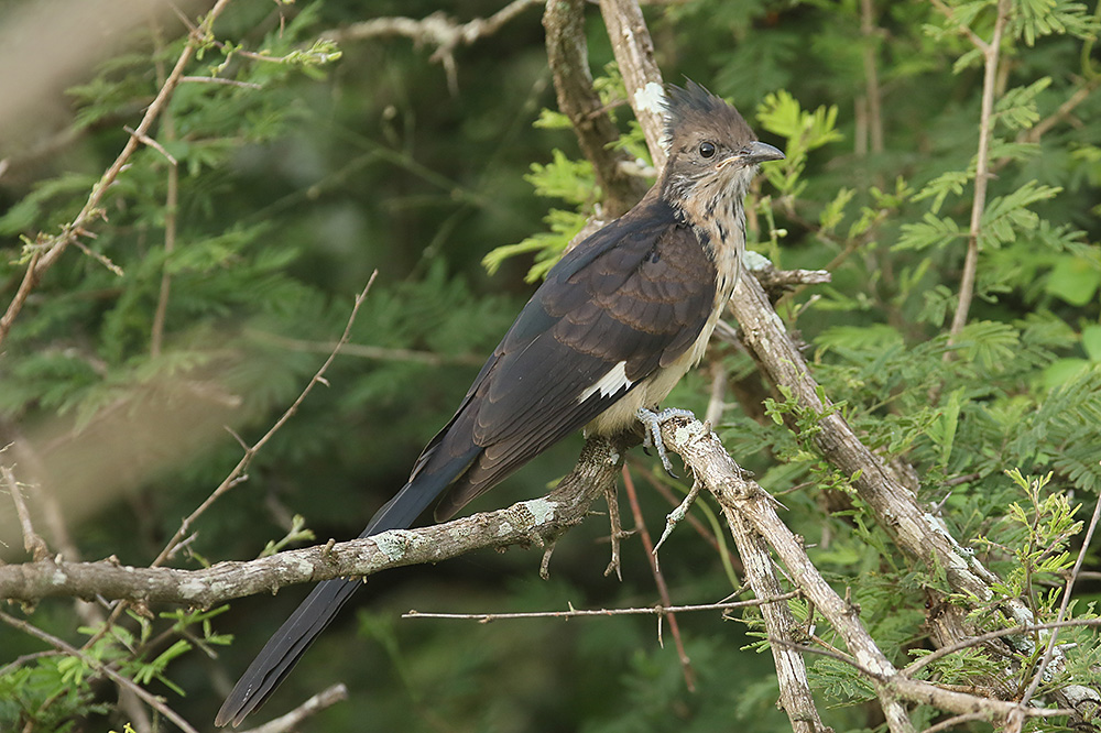 Striped Cuckoo by Mick Dryden