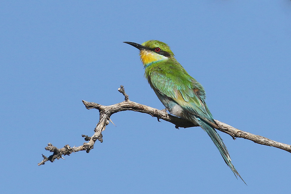 Swallow tailed Bee Eater by Mick Dryden