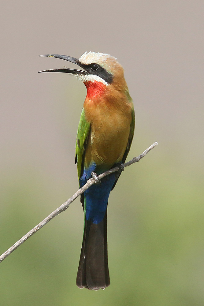 White fronted Bee Eater by Mick Dryden