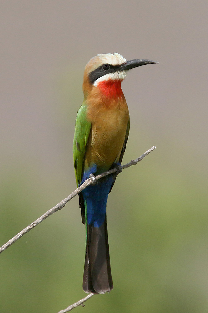 White fronted Bee Eater by Mick Dryden