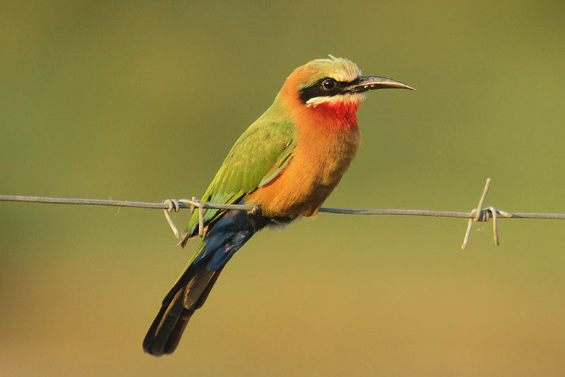 White-fronted Bee Eater by Mick Dryden