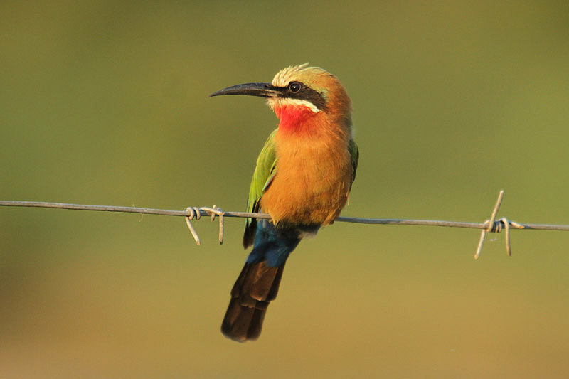 White-fronted Bee-eater by Mick Dryden